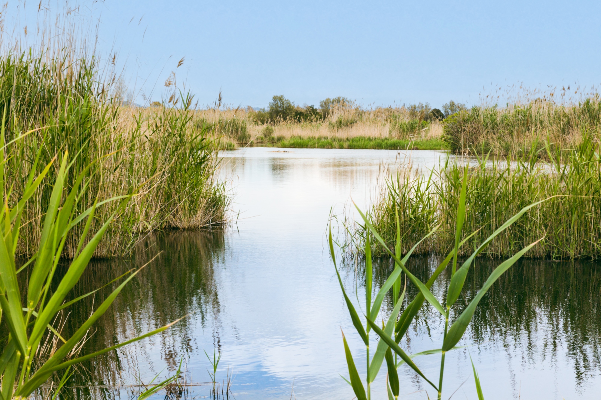 Monumento Naturale Palude Tore Flavia_ph Giulia Pesarin (9)